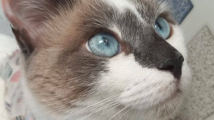 Help Little Stuart Recover from Severe Triaditis campaign photo, 1 of 6