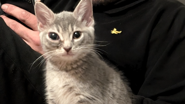 Raise funds for sonic's vet bill campaign photo, 1 of 6