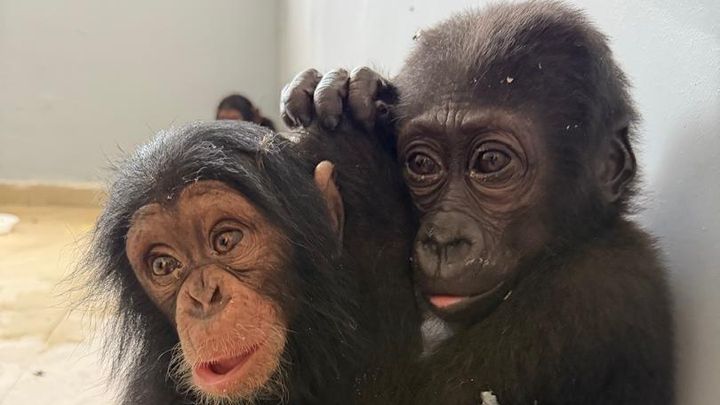 Saved From Traffickers: Help Them Return to the Wild campaign photo, 1 of 3
