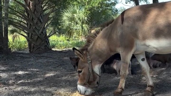 Protect Animals and Grow Conquer Ranch's Mission campaign photo, 1 of 8