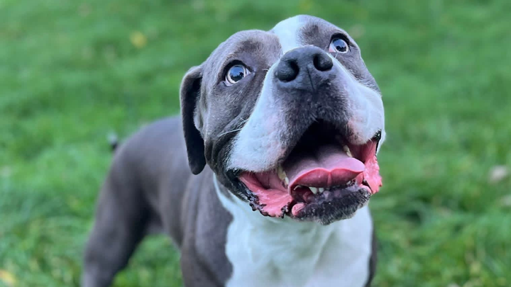 Please help Hugo with his leg operation. campaign photo, 1 of 6