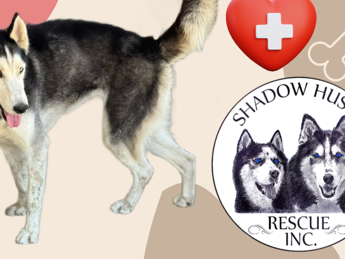 Fundraiser’s main image
