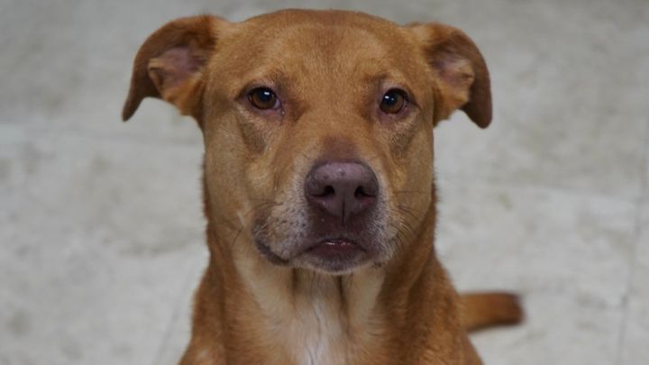 Help Bitsy Complete Her Heartworm Treatment campaign photo, 1 of 5