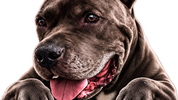 Help The Dora Foundation Give Pets a Fighting Chance campaign photo, 1 of 3