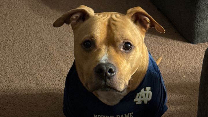 Aid for Rocky’s Medical Needs and Peace campaign photo, 1 of 8