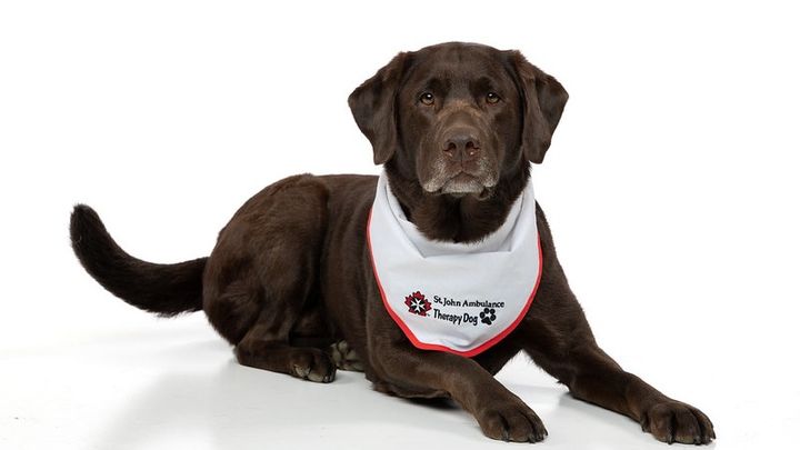 St john ambulance fashion therapy dog