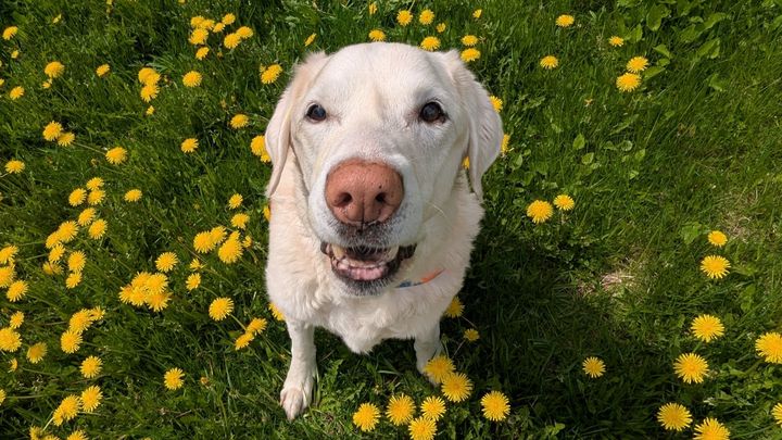 Help Hankster Get Life-Saving Surgery campaign photo, 1 of 8