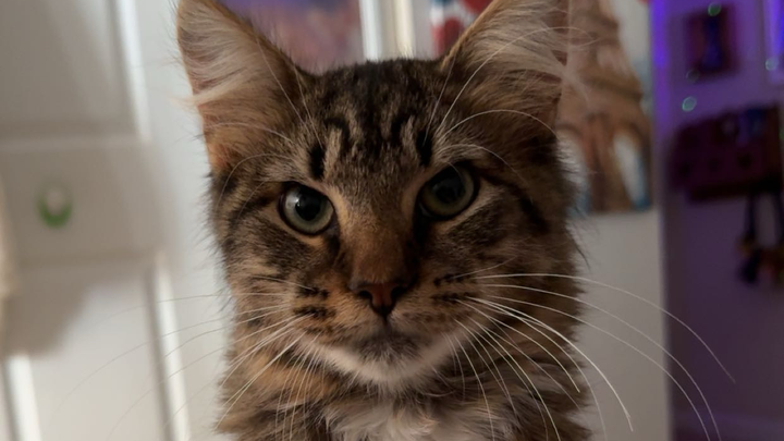 Support Cinnamon’s Complex Life-Saving Surgery campaign photo, 1 of 6