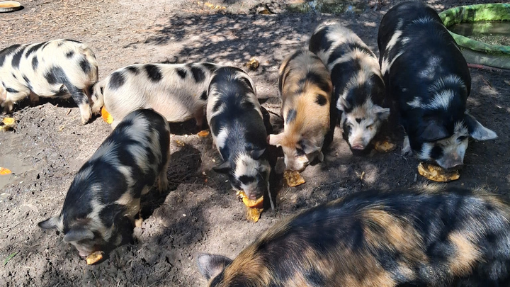 Urgent Help Needed for Six Piglets campaign photo, 1 of 6