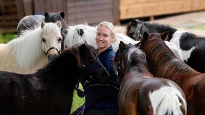 Support The Dinky Ponies campaign photo, 1 of 3