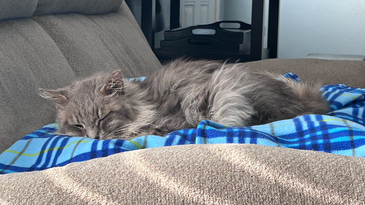 Help Sasquatch fight FIP! campaign photo, 1 of 3