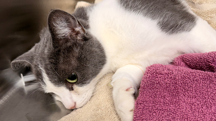 Please donate to save Willow campaign photo, 1 of 8
