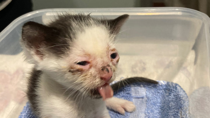 Donate to Ensure Healthy Futures for 21 Rescued Cats campaign photo, 1 of 8