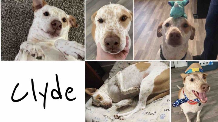 Help fund Clyde’s Treatment campaign photo, 1 of 2