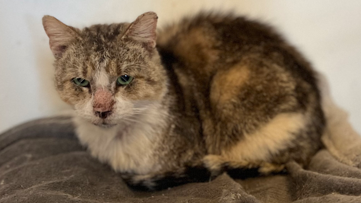 Peanut ongoing medical bills and expenses campaign photo, 1 of 8