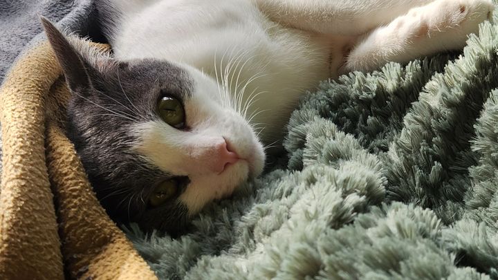 Help Gigi Get His Purr Back campaign photo, 1 of 8