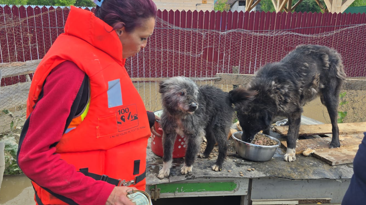 Kälte, Hunger, Hoffnung – 150 Hunde brauchen deine Hilfe campaign photo, 1 of 7