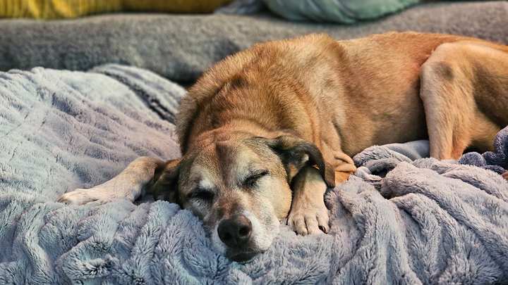 Support Banjo's Comfort in His Final Chapter campaign photo, 1 of 3