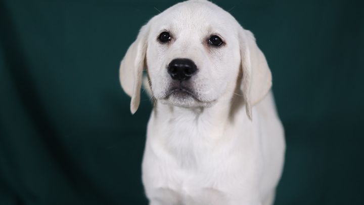 Service Dog needed to help a veteran! campaign photo, 1 of 6