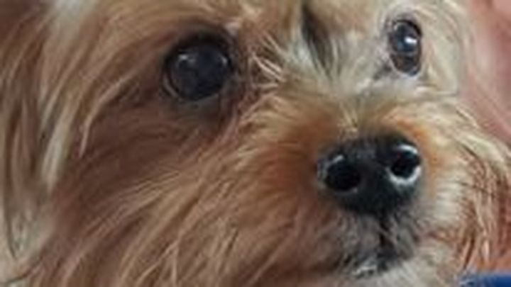 Ellie Needs Critical Care and Healing
