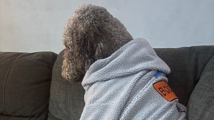 Help Save Goku: Emergency Surgery Needed campaign photo, 1 of 3