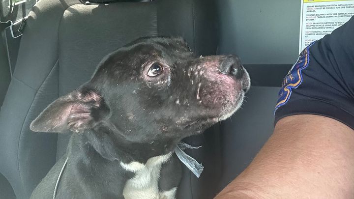 Help Rescued Dog Get Vet Care campaign photo, 1 of 2