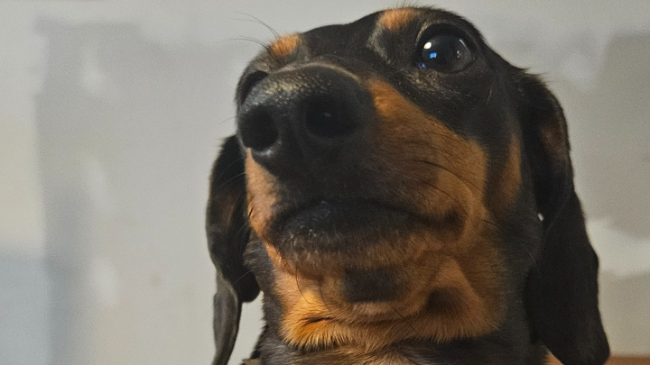 Support Maggie's Emergency Vet Visit campaign photo, 1 of 2