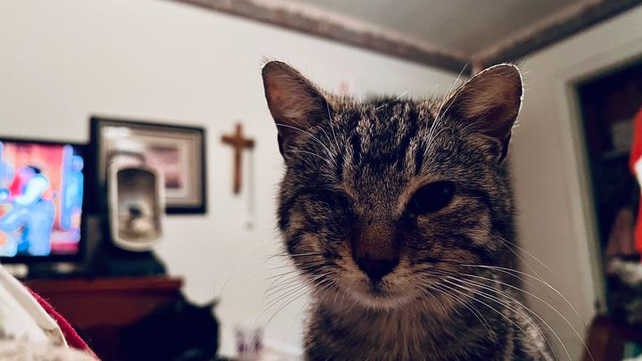 Support Claire's Mission for Our Forgotten Animals campaign photo, 1 of 8
