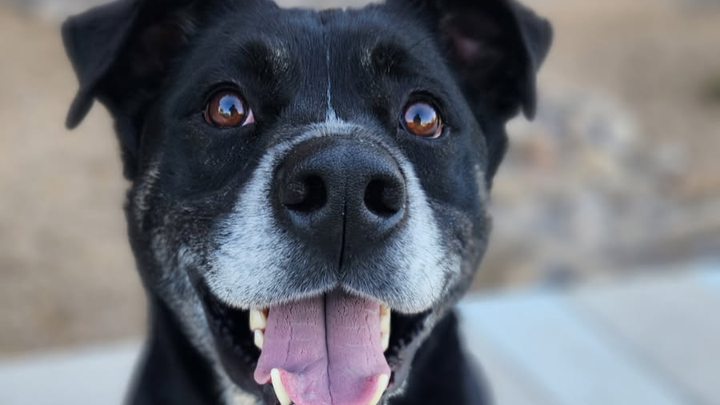 Help Osiris Beat His Seizures campaign photo, 1 of 7