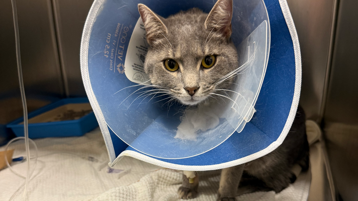 Support Bugs' Medical Journey to Full Recovery campaign photo, 1 of 8