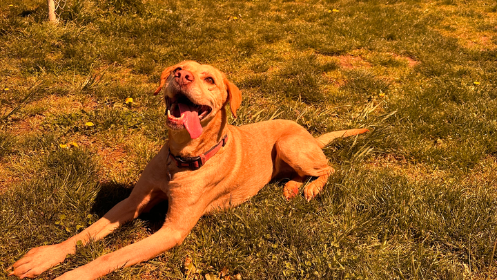 Fund Ella's Eye Operation: Saving Our Co-Pilot's Vision campaign photo, 1 of 8