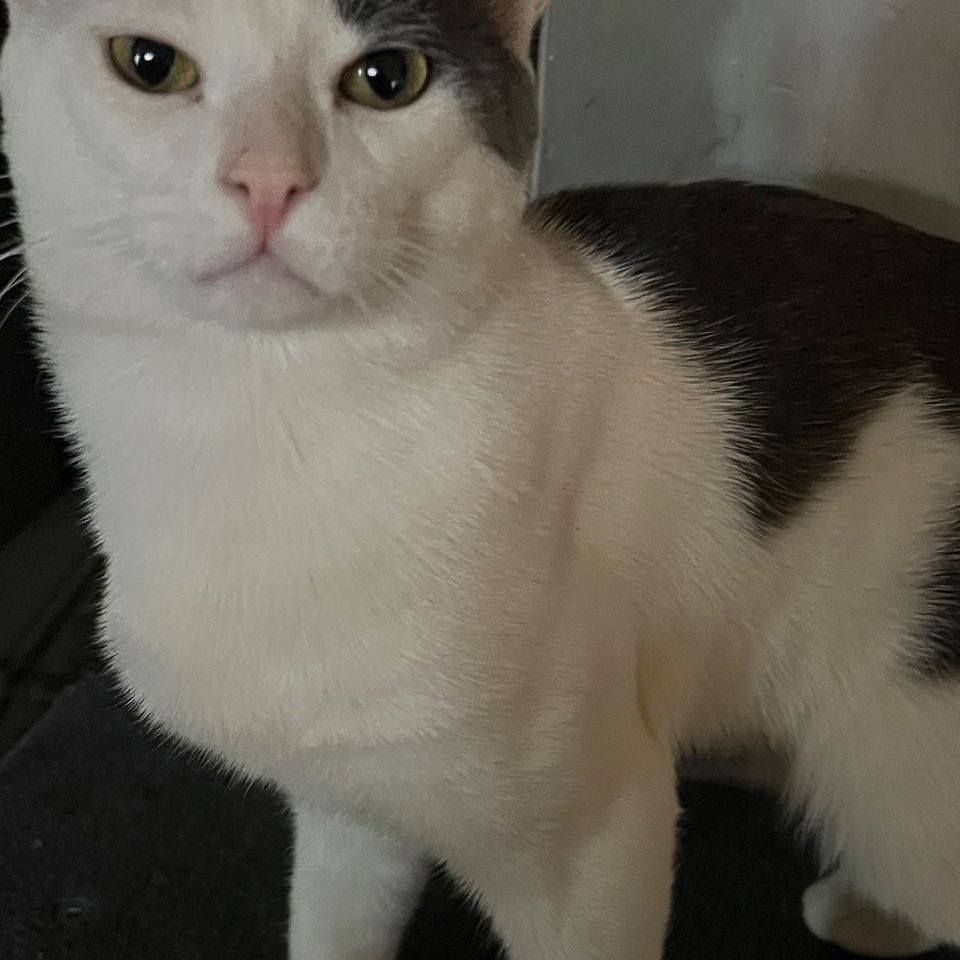 Help Simba Get Life-Saving Surgery