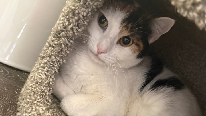 help Yoshimi get surgery so she can keep her leg! campaign photo, 1 of 7