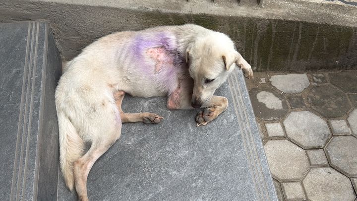 Give Hope to the Stray Dogs of El Nido campaign photo, 1 of 8