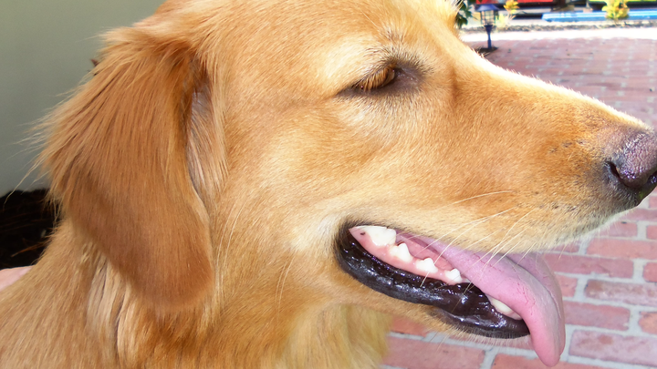 Support Joshuas House Golden Retriever Rescue campaign photo, 1 of 3
