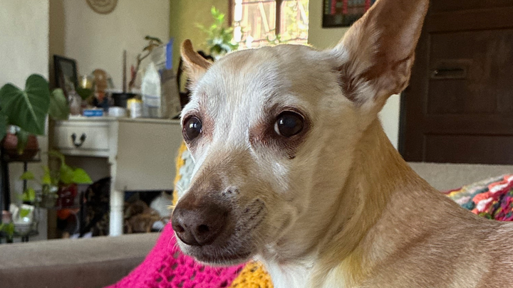 Help Mellow Get Life-Saving Surgery campaign photo, 1 of 8