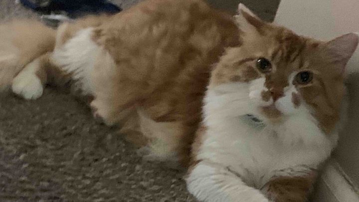 Rescue neglected kitty campaign photo, 1 of 7
