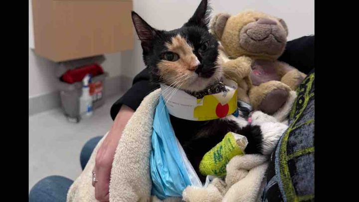 ❤️ Help Gizmo's Family With Her Medical Bills ❤️ campaign photo, 1 of 8