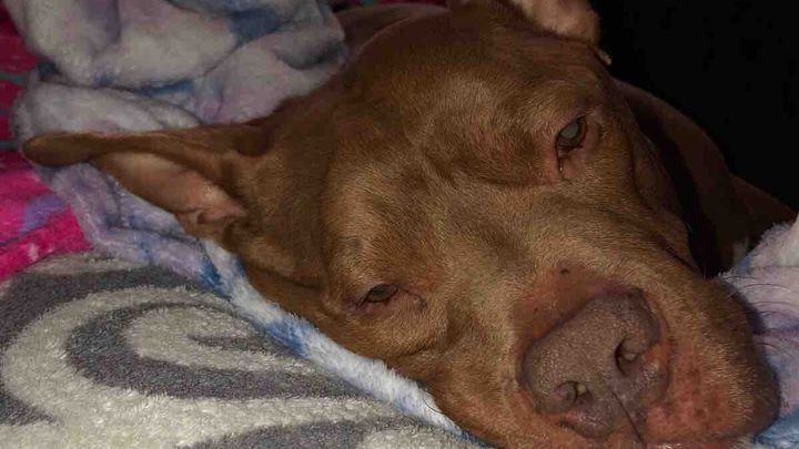 Help with Bob the dog's surgery campaign photo, 1 of 3
