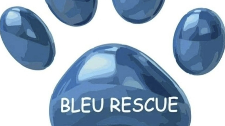 SAVE BLEU RESCUE ! ajude à ajudar os animais de ninguem campaign photo, 1 of 8