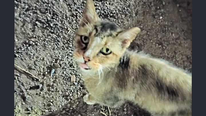 Save Homeless Cat from Suffering. I've named her "Journey". campaign photo, 1 of 4