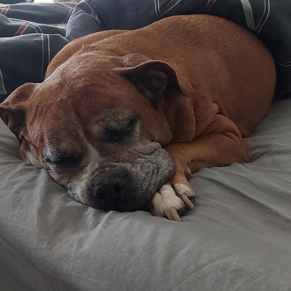 Fundraiser by Emily Booth : My beautiful dog, please help her so