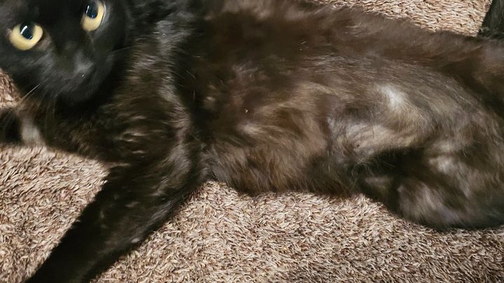 Help My Kitty Get Urgent Dental Care campaign photo, 1 of 7