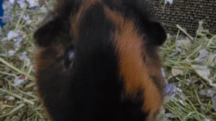 Save Haru's Guinea Pig: Urgent Vet Visit Needed campaign photo, 1 of 8
