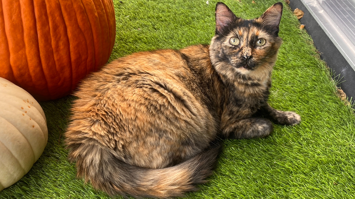 Honoring Baby Dolly: Help with Costs campaign photo, 1 of 6