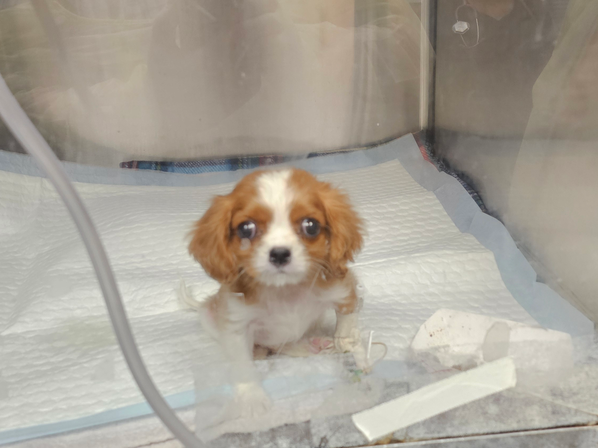 Give Louie a Chance: Donate for ICU Care campaign photo, 1 of 5