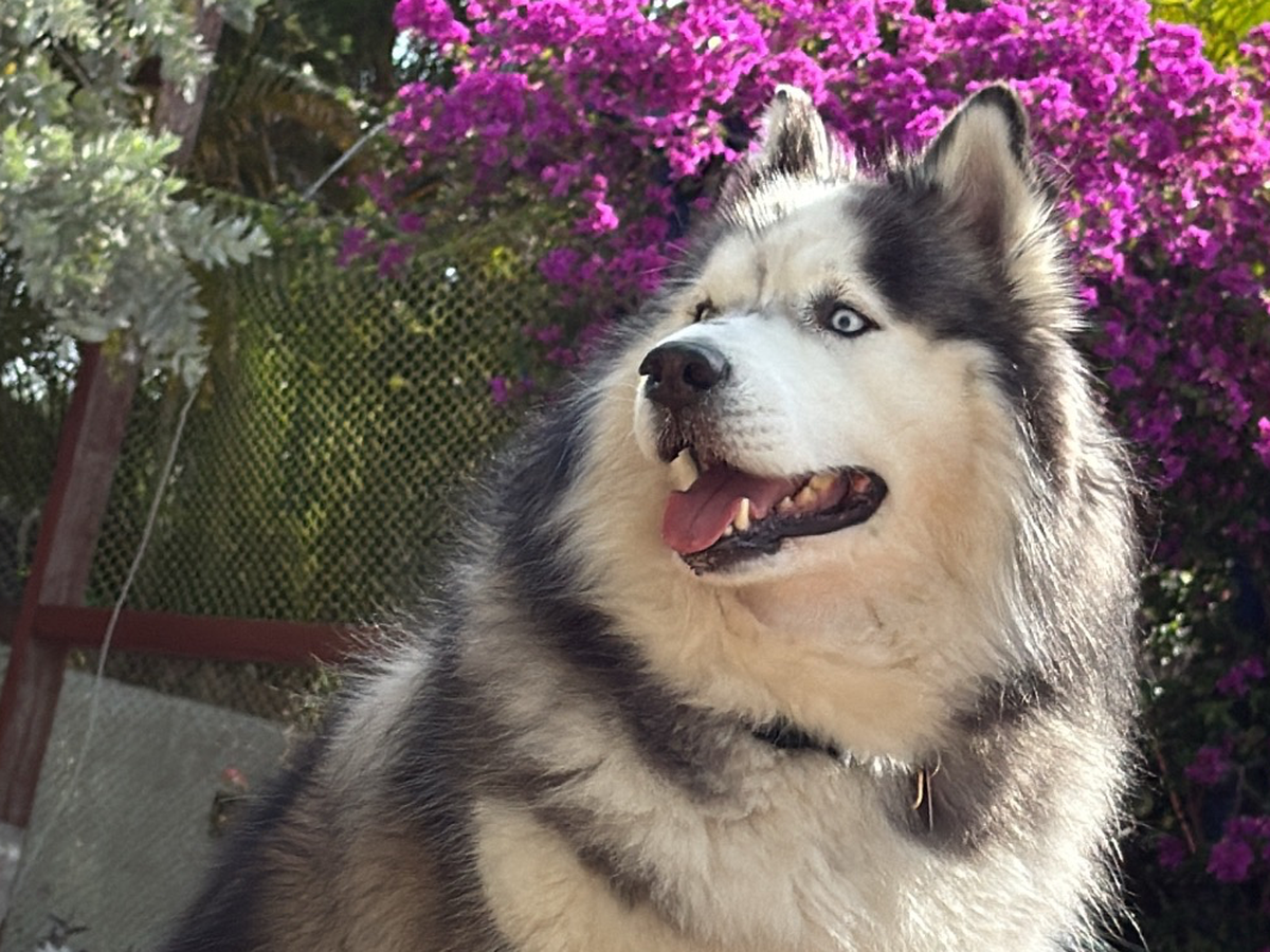 Help Save Hunter: Our Malamute’s Fight Against Lymphoma campaign photo, 1 of 8