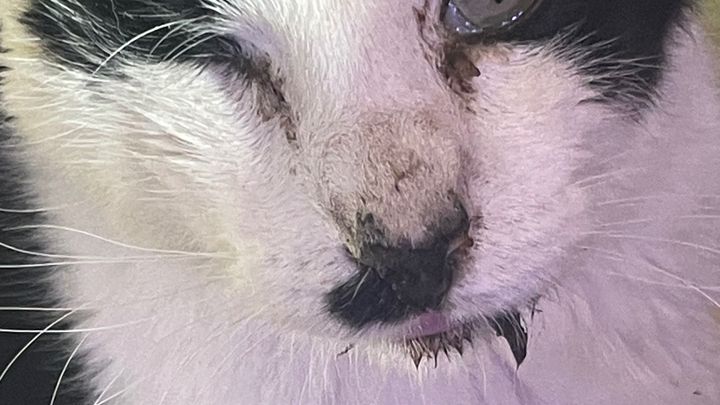 Help Snoopy the Cat Get Dental Surgery campaign photo, 1 of 7