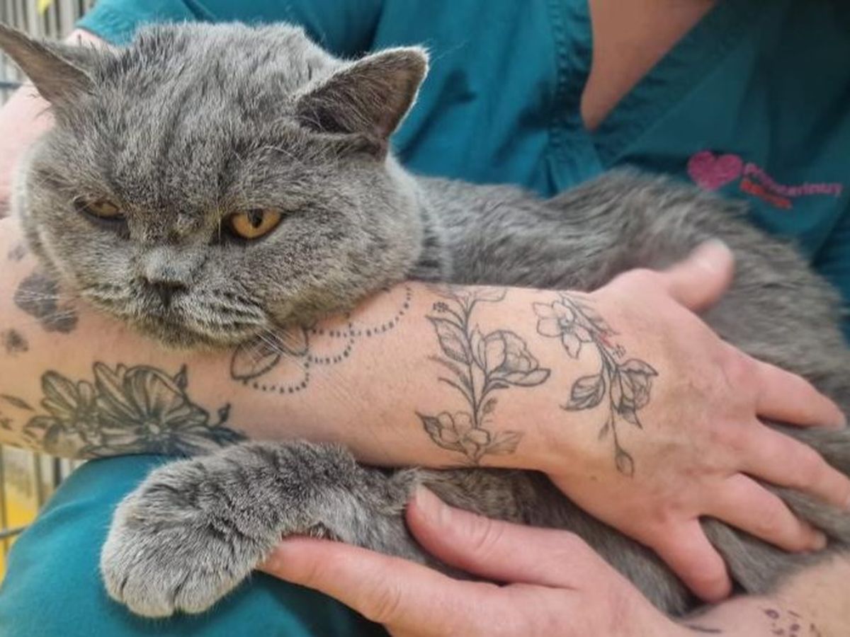 Emergency appeal: Mango & 5 wonky kittens need help campaign photo, 1 of 8