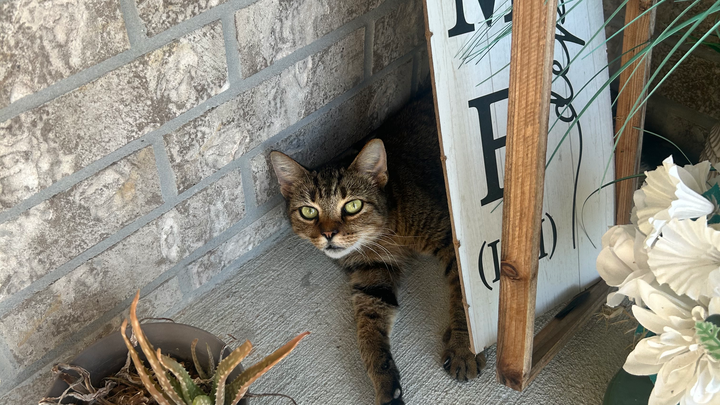 Help Rocky's Family Care for Timothy the Cat campaign photo, 1 of 3